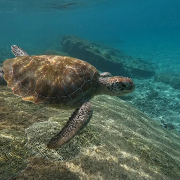 Sample_Done_Dea_Costa_Rica_Turtle